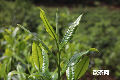 銀葉牌安吉白茶特級_安吉白茶的葉子是什么樣