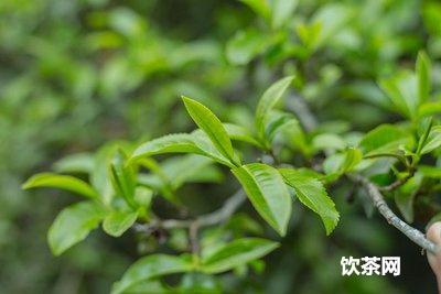 玳玳花茶的沖泡  