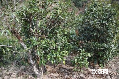 上午喝普洱茶還是下午喝茶好？ - 極茶飲疑問解答