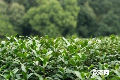 熟普洱茶的歸經(jīng)與屬性-熟普洱茶性味歸經(jīng)及功效