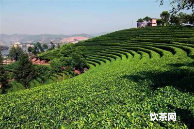 什么茶屬土？茶的五行屬土和土對(duì)茶的作用，茶屬于堿性還是酸性？哪種土能種出好的茶品質(zhì)？