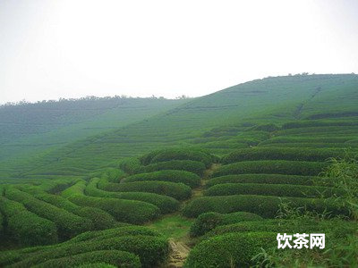 普洱茶茶葉條索墨黑