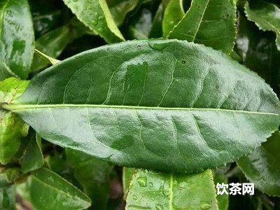 綠茶有哪些好處