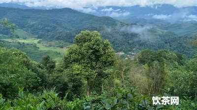 太氏普洱茶竹林山：品味原生態(tài)古樹普洱，感受茶文化之美