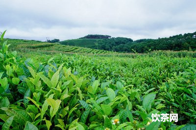 普洱搭配什么好喝的茶和點(diǎn)，推薦普洱搭配什么好喝的食品及飲品