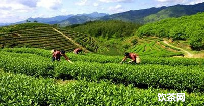 茉莉花茶葉顏色_茉莉花茶水顏色