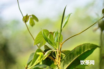 青磚面茶是什么茶？青磚茶的功效和采用 