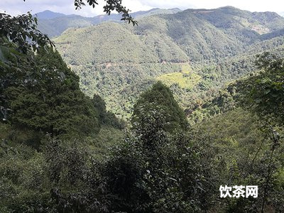 普洱五朵金花  中茶五朵金花普洱茶