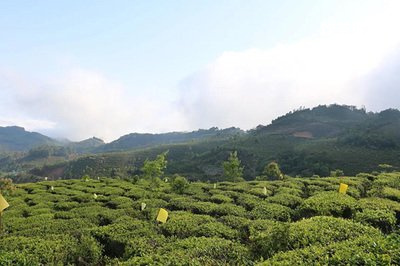 普洱茶放到花盆里