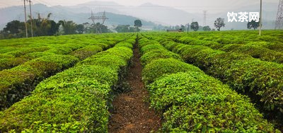 綠茶沖泡后為什么茶水混？綠茶沖出來為什么發(fā)黃