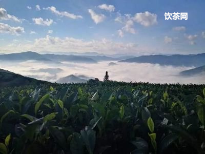 白茶先放水還是先放茶葉