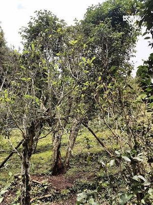 岳陽五里大團圓茶葉