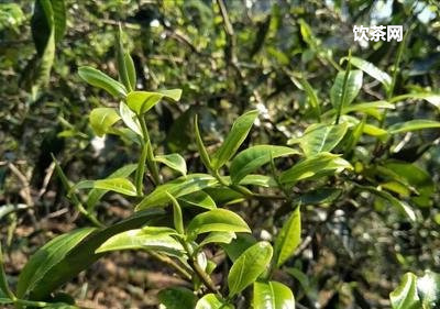 班章有熟茶么？班章熟茶 價格和年份