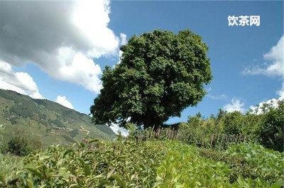 便宜茶葉和貴茶葉區(qū)別