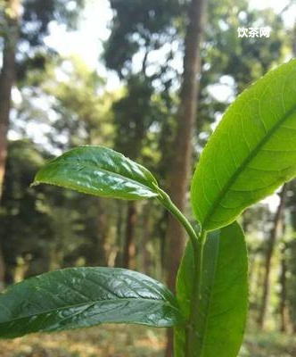 勐海普洱熟茶特點  勐海的熟普洱好嗎