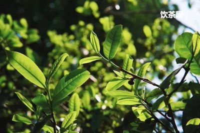 熟茶有糯米味，熟茶有米湯感