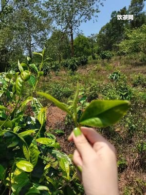 熟普的茶渣可以養(yǎng)花嗎有毒嗎？解答及實(shí)測(cè)結(jié)果！