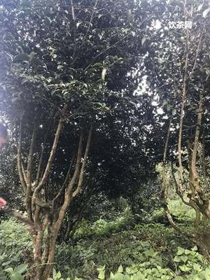 怎樣給客戶送茶葉？怎樣給客戶送茶葉合適