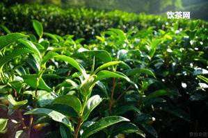 仙女茶是什么茶：茶葉種類(lèi)、制作方法和原料解析