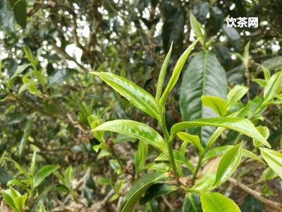 茶葉放久了有一個味道_茶葉放久了有雜味怎么辦