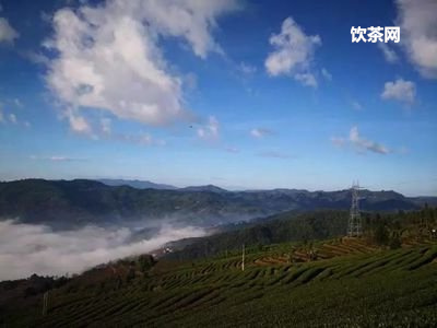 普洱茶餅撬開有很多粉末