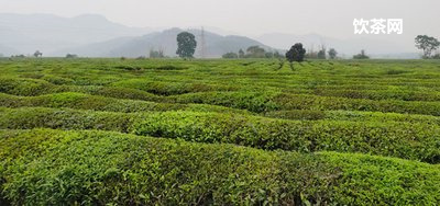 大師藏上品普洱茶_大師藏茶是什么茶