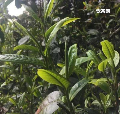 普洱茶餅應(yīng)都撬開嗎