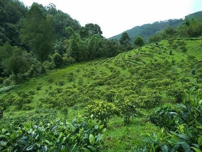 普洱茶跑出來(lái)有一程油，普洱茶起油光