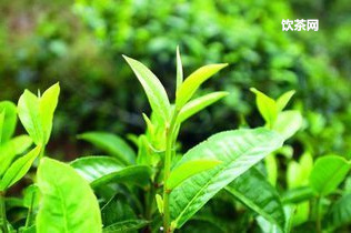 高山綠茶與平地綠茶的區(qū)別