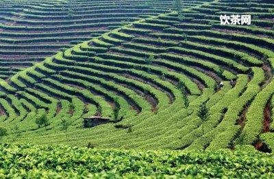 臨滄普洱茶產區(qū)山頭