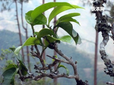 75年小黃印普洱茶價格