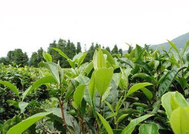 古樹茶葉的特點圖片，古樹茶好喝,原來是有秘密的