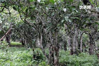 綠茶打開后放冰箱嗎？綠茶開封后需要放冰箱嗎