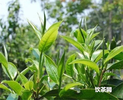 大益生茶：7542和8582哪款更好？熟茶和生茶有什么區(qū)別？熟悉大益生茶的價(jià)格和推薦款式。