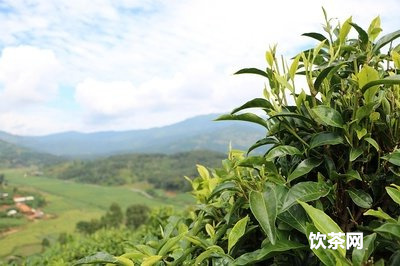 先進的茶葉機械