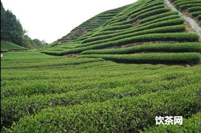 茶葉中主要化學(xué)成分有哪些