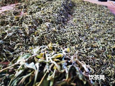 景邁山古樹普洱茶特點及價格表：口感醇厚，回持久，陳年越香，圖文并茂。