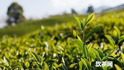 綠茶沖泡需要留意哪些要素？綠茶沖泡程序 怎樣介紹