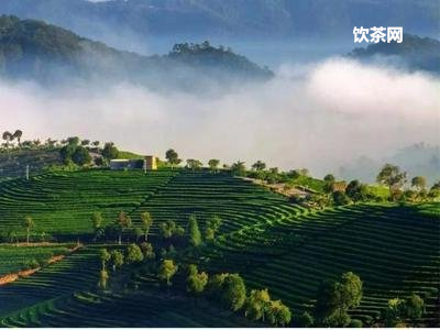 普洱熟茶的品鑒