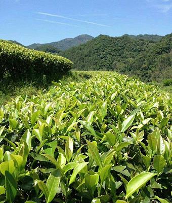 宜昌綠茶歷史