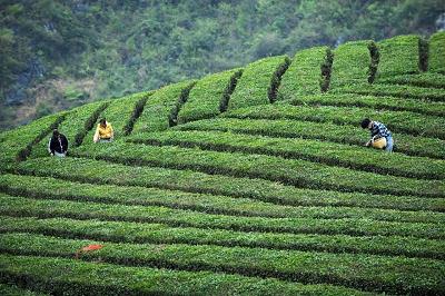 2008景邁古樹茶價格