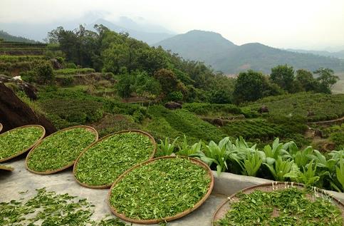 普洱茶跟古樹(shù)茶區(qū)別