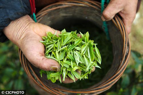 冠突散囊菌發(fā)酵液的抑菌作用