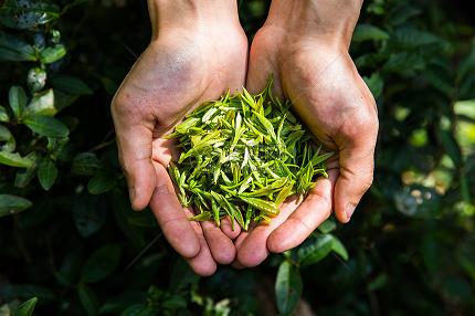 茶洗什么好處壞處