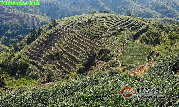 冰島茶的產(chǎn)地與六大茶山的關(guān)聯(lián)：探究普洱茶的地域屬性