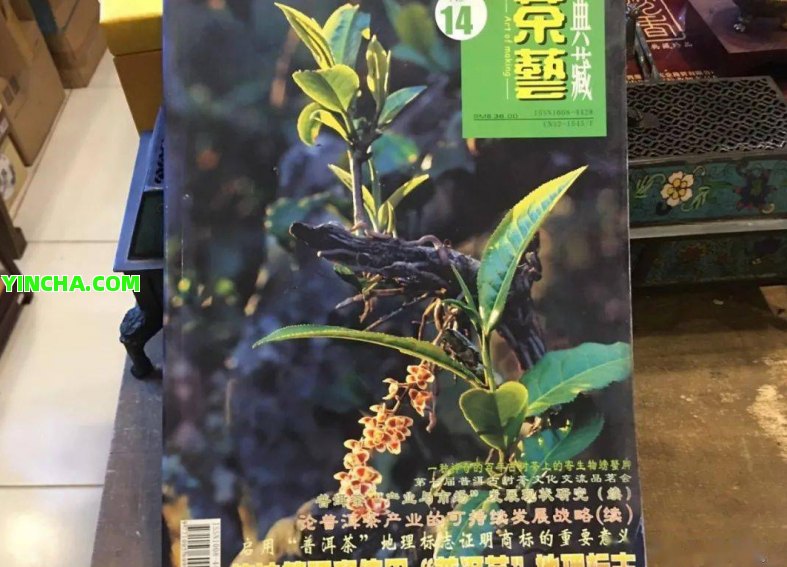 普洱古樹茶樹齡：千年品種及具體年限揭秘