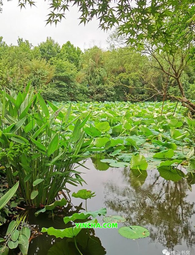 煮普洱茶會(huì )上火嗎？為什么？是上火還是下火？