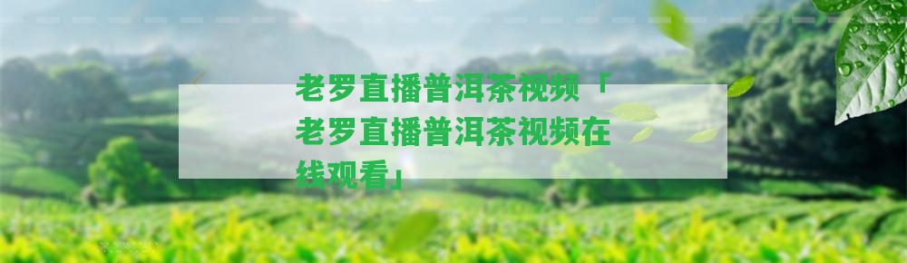 老羅直播普洱茶視頻「老羅直播普洱茶視頻在線觀看」