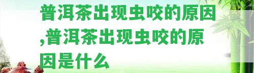 普洱茶出現(xiàn)蟲(chóng)咬的起因,普洱茶出現(xiàn)蟲(chóng)咬的起因是什么