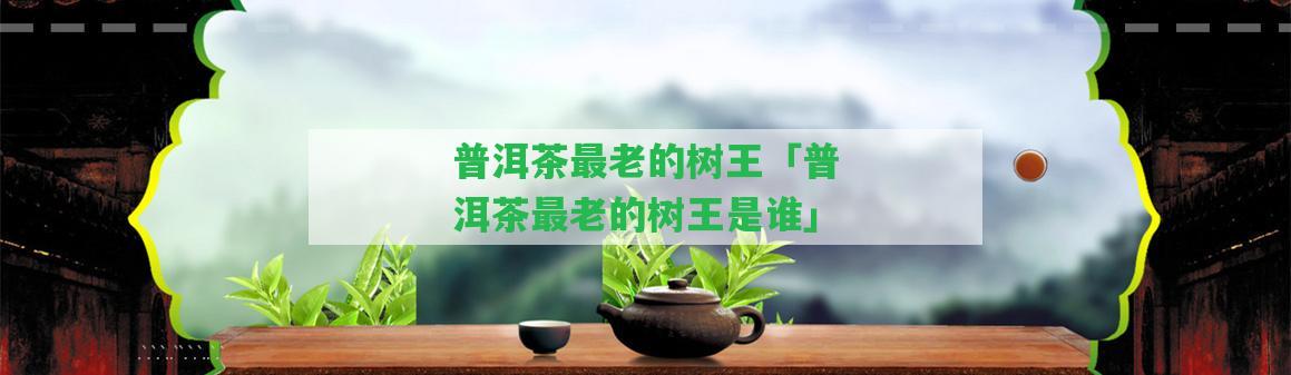 普洱茶最老的樹王「普洱茶最老的樹王是誰」